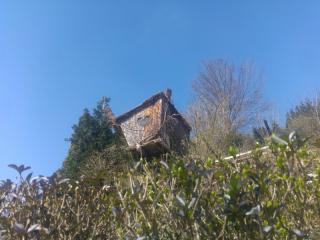 Ein Baumhaus im Grünen