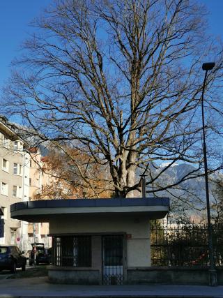 Ein Baum vor einer einstöckigen Trafik